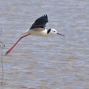 Black-winged stilt.