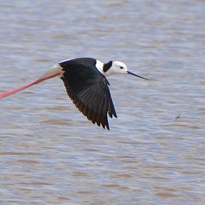 Black-winged stilt 1.