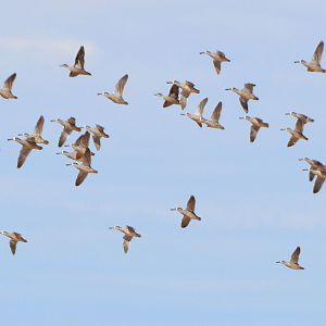 Pink-eared ducks.