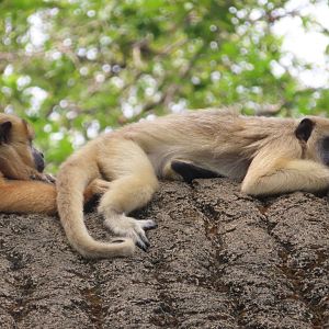 black howler monkey
