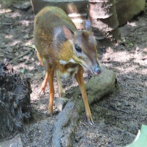 mouse deer