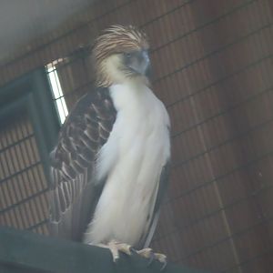 egale of philippines