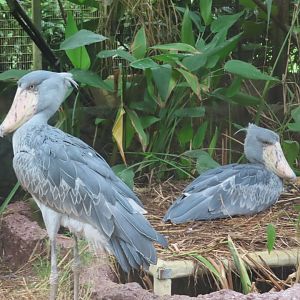shoebill