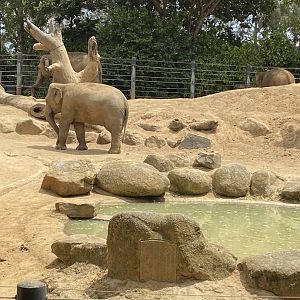 Female Asian Elephants