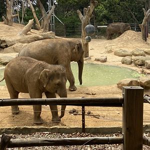 Female Asian Elephants