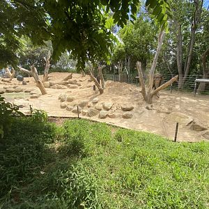 Cow Asian Elephant Exhibit