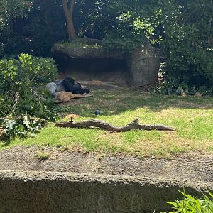 Otana- Western Lowland Gorilla