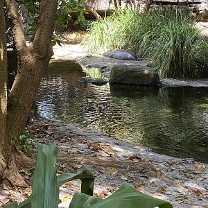 Felix the Pygmy Hippo