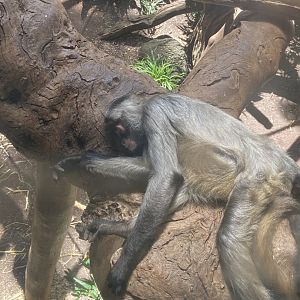 Black Handed Spider Monkey