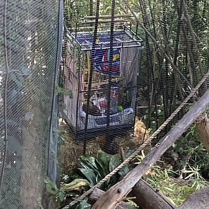 Baby Black Handed Spider Monkey in nearby cage