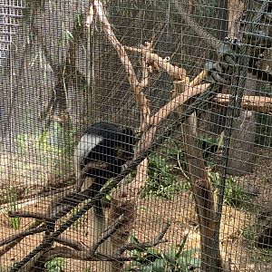 Black and White Colobus