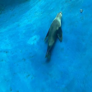 Australian Sea Lion