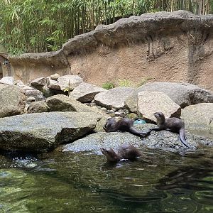 Asian Short Clawed Otter