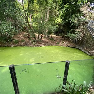 Sumatran Tiger enclosure