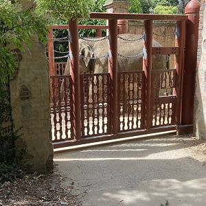 Man Jai crossing the path