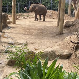 Luk Chai plays with his toy