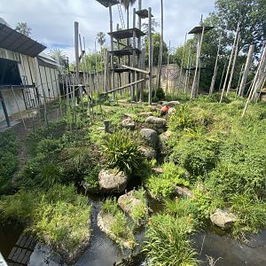 Orangutan Enclosure