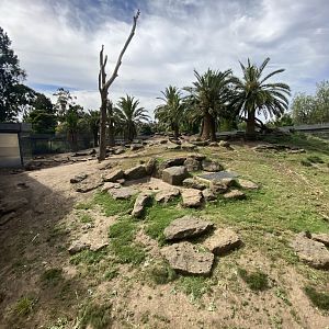 Hamadryads Baboon Enclosure