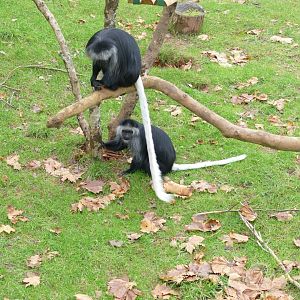 King colobus, December 2020