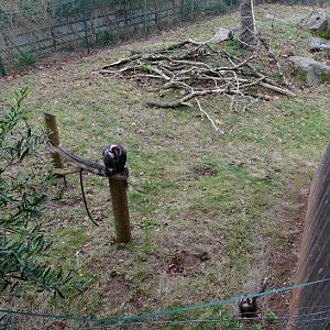 Cherry-crowned mangabeys, December 2020