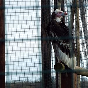 White Headed Vulture, NAZF