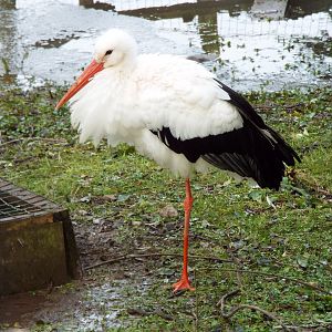 European Stork, NAZF
