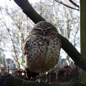 Burrowing Owl, Dartmoor Zoo