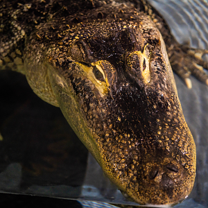American Alligator