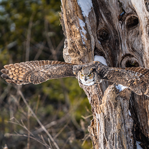 Great Horned Owl