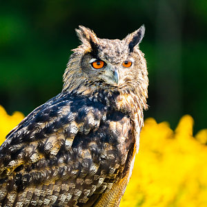 Eurasian Eagle Owl