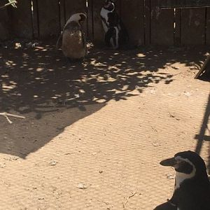 Humboldt Exhibit 3/4