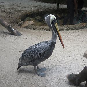 peru pelican