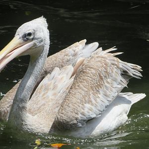 pink-back pelican