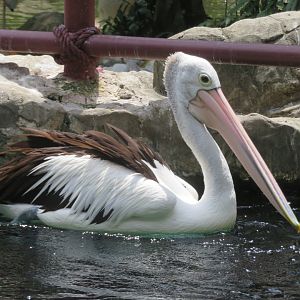 austraila  pelican