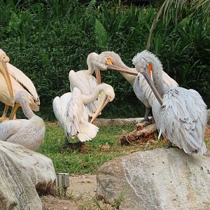 white pelican