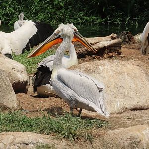 Dalmatian Pelican