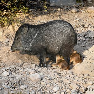 javelinas nursing