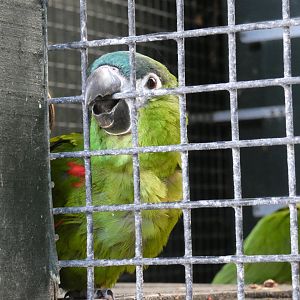 Hahn's Macaw