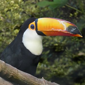 Toco Toucan