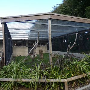 Cuban Amazon & Crimson-bellied Conure aviary