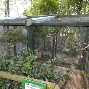 Thick-billed Parrot aviary