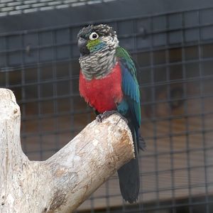 Crimson-bellied Conure