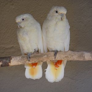 Phillippine Cockatoo