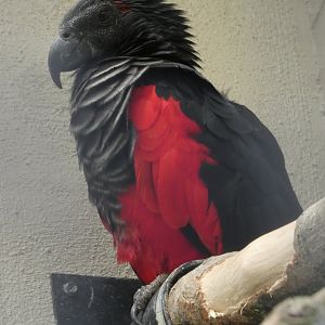 Pesquet's Parrot