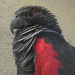 Pesquet's Parrot