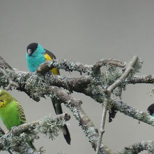 Hooded Parrots