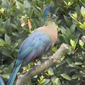 Purple-crested Turaco