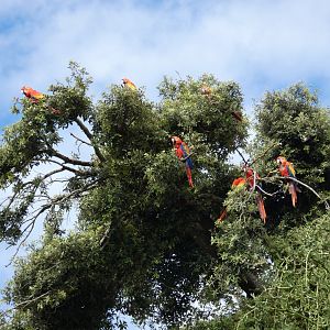 Macaws in a tree