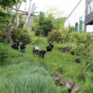 Chimpanzees in outdoor enclosure