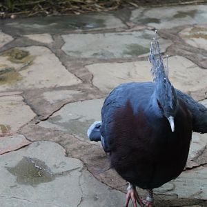 Victoria crowned-pigeon (Goura victoria) in Brilliant Birds
